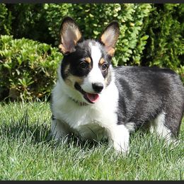 Brooklyn  - Pembroke Welsh Corgi