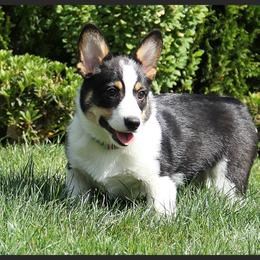 Brooklyn  - Pembroke Welsh Corgi