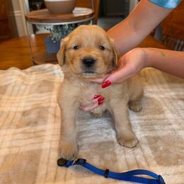 Blue boy - Golden male Golden Retriever puppy in Macy, Indiana from Macy Golden Meadows