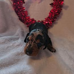 Kissy - Dapple female Dachshund puppy in Opelika, Alabama from Dachshund Darlins