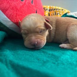 Red collar male 2nd pick - Yellow male Labrador Retriever puppy in Stafford Township, New Jersey from SommerLabs
