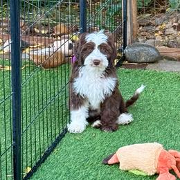 Winnie - Chocolate female Australian Labradoodle puppy in Anderson, California from Shaggy Doodles