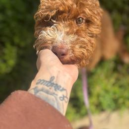 Mia - Red  female Goldendoodle puppy in Waterford, California from Alvdoodles
