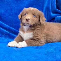 Freddy - Red & white male Australian Shepherd puppy in Collinston, Utah from Corbridge Aussies
