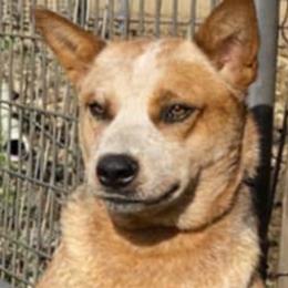 Australian Cattle Dogs from Wolfsong ACD