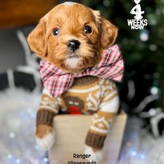 Promise - Red male Double Doodle puppy in Orange, Texas from Walk with Me Doodles