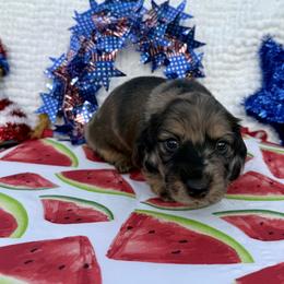 Dachshund Puppies from Cajun Coast Dachshunds