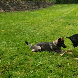 German Shepherd Puppies from Briskhof German Shepherd Dogs