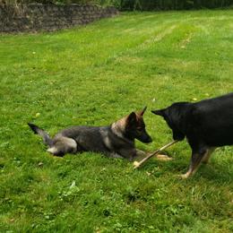 German Shepherd Puppies from Briskhof German Shepherd Dogs