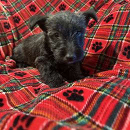 Sasha - Black brindle female Scottish Terrier puppy in San Diego (Jamul), California from Lee Valley Scotties