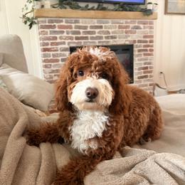 Goldendoodle Puppies from Cedarcrest Goldendoodles