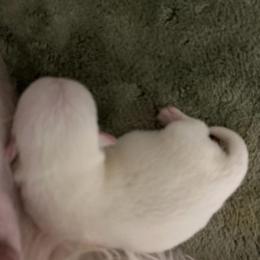 Boy 2 - White male West Highland White Terrier puppy in Loxley, Alabama from Dixieland Westies
