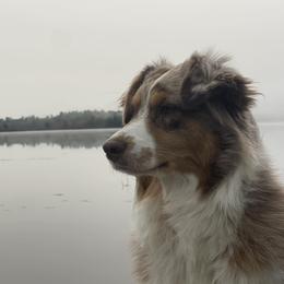 Whiskey - Australian Shepherd