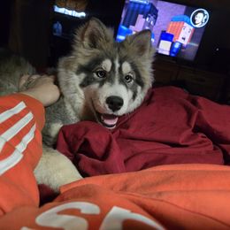 Sheba - Siberian Husky