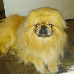 Whiskey - Pekingese
