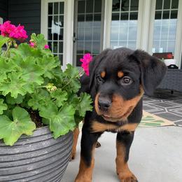 Rottweiler Puppies from Gregory Mulkey's Rottweilers
