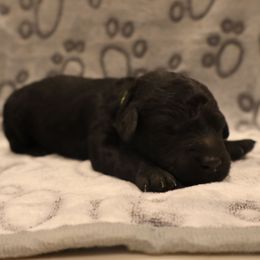 Hugh Jackman - Black and white male Aussiedoodle puppy in Payson, Utah from Country Sky Doodles