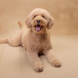 Tillie - Labradoodle