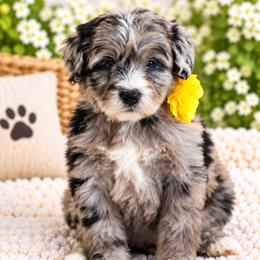 February - Blue merle female Bernedoodle puppy in Diamond Bar, California from Furrytaildoodles