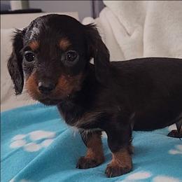 Blue Blanket - Black and tan male Dachshund puppy in Ridge, New York from Tracy's Puppy Club