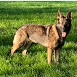 German Shepherd Puppies from Czech Working Lines