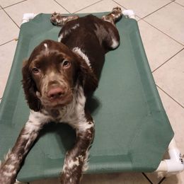 Storm - English Springer Spaniel