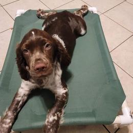 Storm - English Springer Spaniel