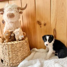 Mazzy - Black and white female Border Collie puppy in Owenton, Kentucky from Three16 Ranch