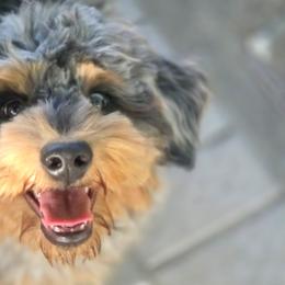 Jeep - Blue merle male Bernedoodle puppy in Boise, Idaho from Nesting Dolls