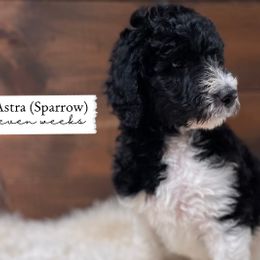 Sparrow - Parti Goldendoodle puppy in Conway, New Hampshire from Arbor Grace Doodles