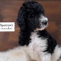 Sparrow - Parti Goldendoodle puppy in Conway, New Hampshire from Arbor Grace Doodles