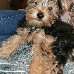 Assorted Doodle Crosses, Double Doodle, Maltipoo, Morkie, and Yorkipoo Puppies from Danza Bolo