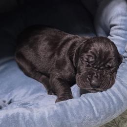 Fiona - Black female Great Dane puppy in Pollock, Louisiana from Danes Done Right