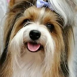 Biewer Terriers from The Stages of Breeding