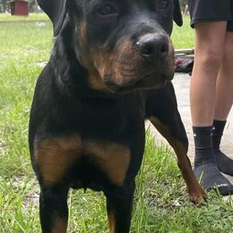 Rottweilers from Von Der Walker Kennel
