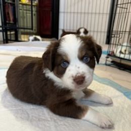 Australian Shepherds from Down Home Aussies of Texas