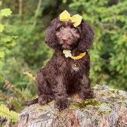 Clarissa - Brown female Cavapoo puppy in Bellingham, Washington from My Sweet Poodles and Doodles