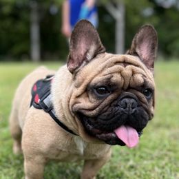 Dozer - French Bulldog