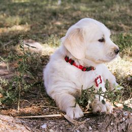 Asajj - Light golden female Golden Retriever puppy in Mason, Michigan from Sweet Breeze Acres