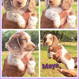 Mya - Chocolate and tan female Dachshund puppy in Winter Haven, Florida from Gateway 2 Little Paws