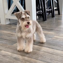 Luna - Miniature Schnauzer