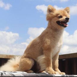 Miniature Australian Shepherds and Pomeranians from Hillside Companions