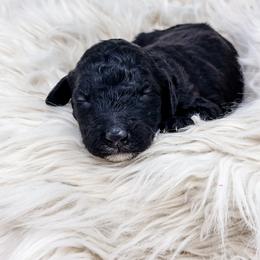 Black and White Boy - Black male Labradoodle puppy in Davison, Michigan from Dreaming Doodles