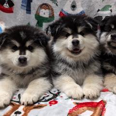Finnish Lapphund Puppies from Curticey Finnish Lapphunds