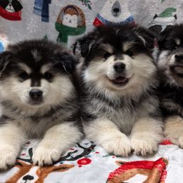 Finnish Lapphund Puppies from Curticey Finnish Lapphunds