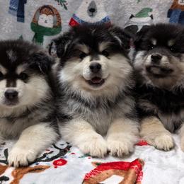 Finnish Lapphund Puppies from Curticey Finnish Lapphunds