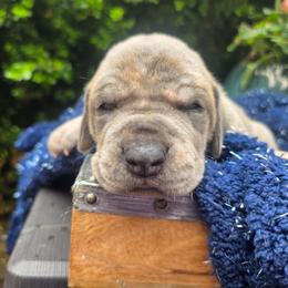 Truvy - Brindle female Great Dane puppy in Granby, Missouri from HCR Great Danes