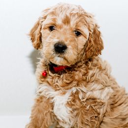 Goldendoodle Puppies from Alaya Rae doodles