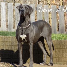 Roxy - Great Dane