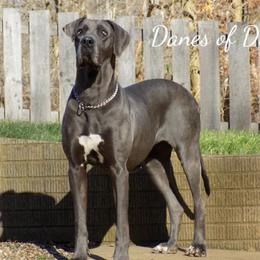 Roxy - Great Dane
